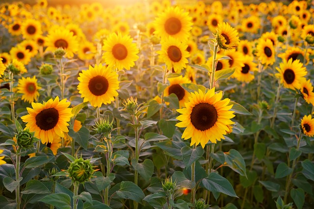 カナダの向日葵（ひまわり）畑で太陽を全身に感じる！